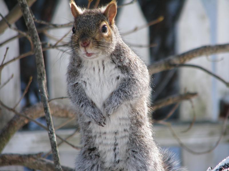 gray squirrel, squirrels, Gardiner, Maine, Boothbay Register, Jeff Wells, maine